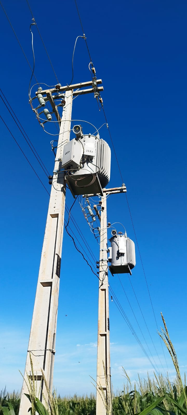Equipamentos reguladores de tensão com aletas de resfriamento e manômetro instalados em postes de concreto sobre uma lavoura de milho